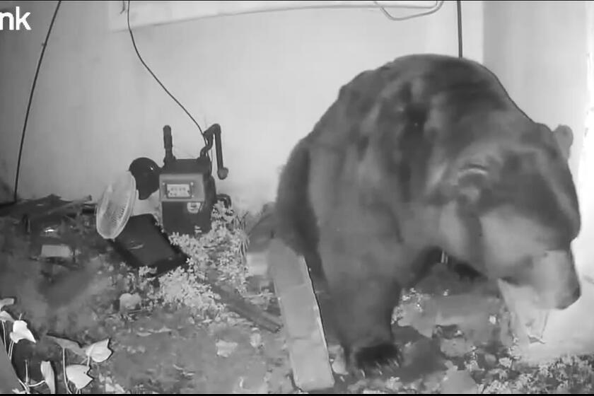 Altadena resident stunned by bear living under home: 'It roared from ...