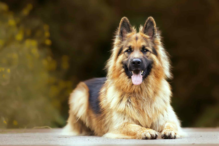 Guide to German Shepherd Dog: Personality, Training, Care and Traits