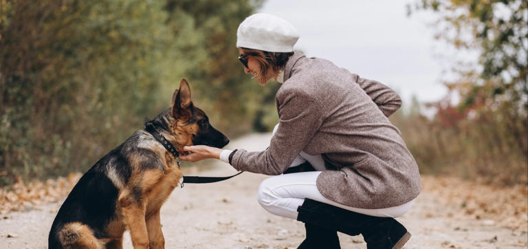 Guide to German Shepherd Dog: Personality, Training, Care and Traits
