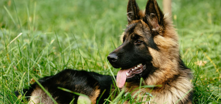 Guide to German Shepherd Dog: Personality, Training, Care and Traits