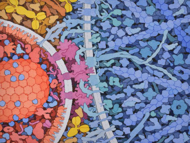 7th HIV Remission Raises Hope of Long-Lasting Treatment For More People