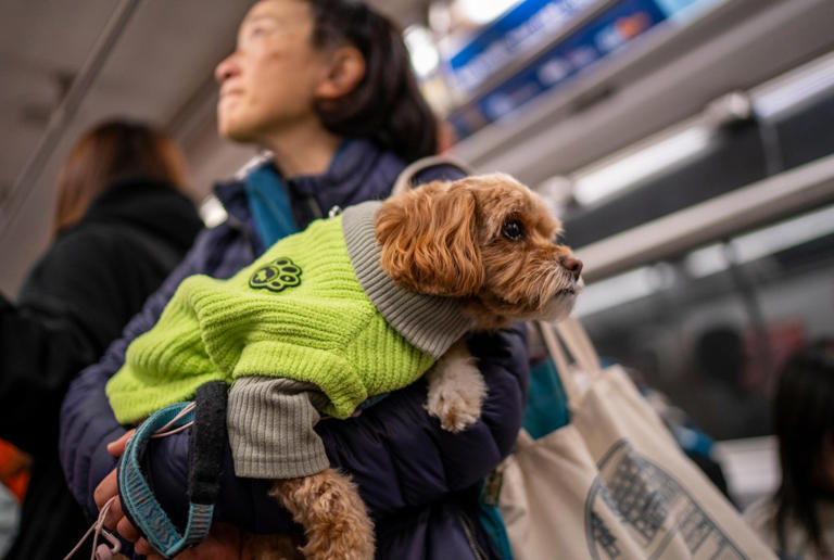 Map shows 10 best U.S. cities for dog owners