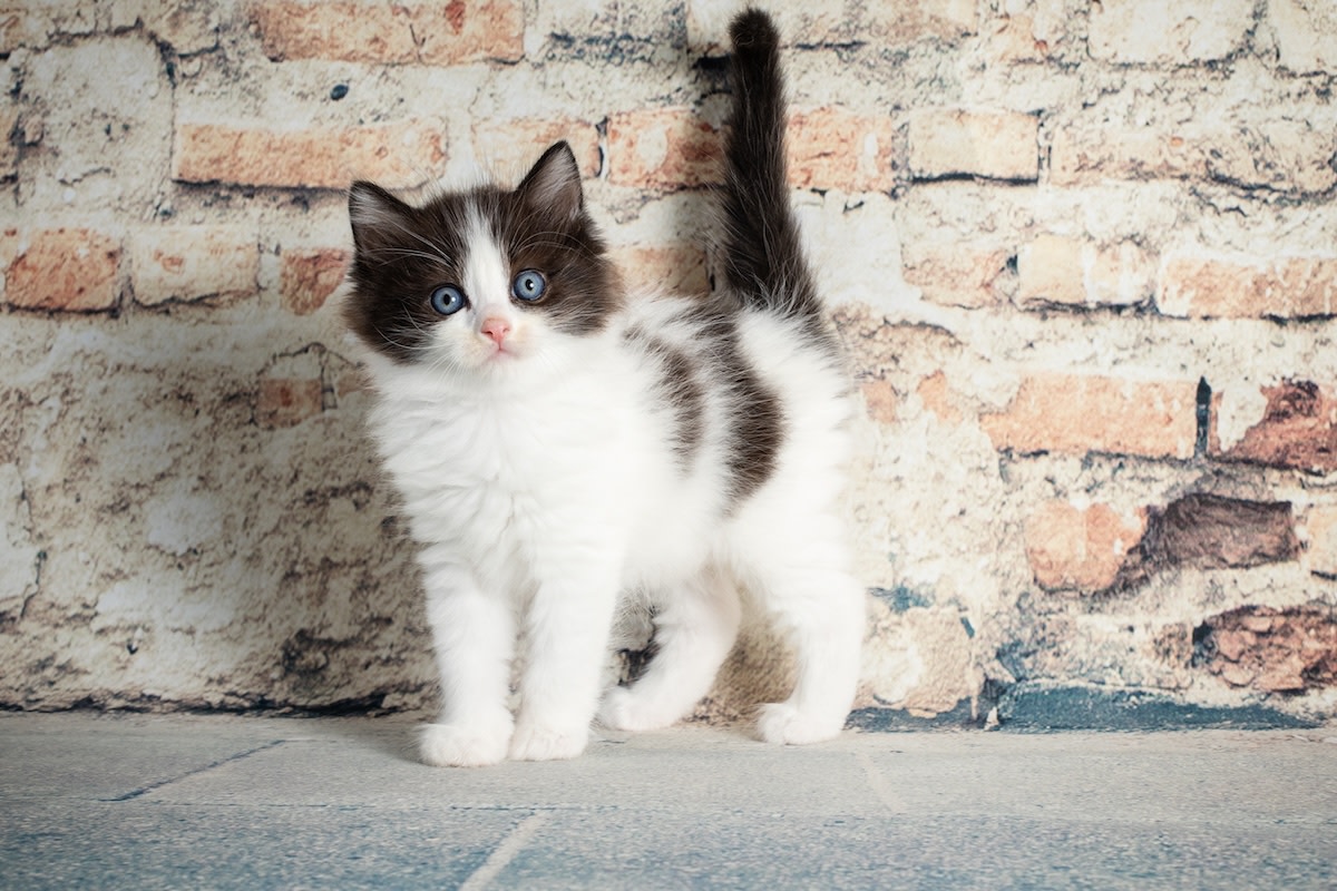 Ragdoll Kitten Chasing His Tail Looks Like a Feather Duster on Wheels