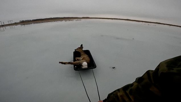 Fishermen rescues dozens of roe deer stranded on icy lake