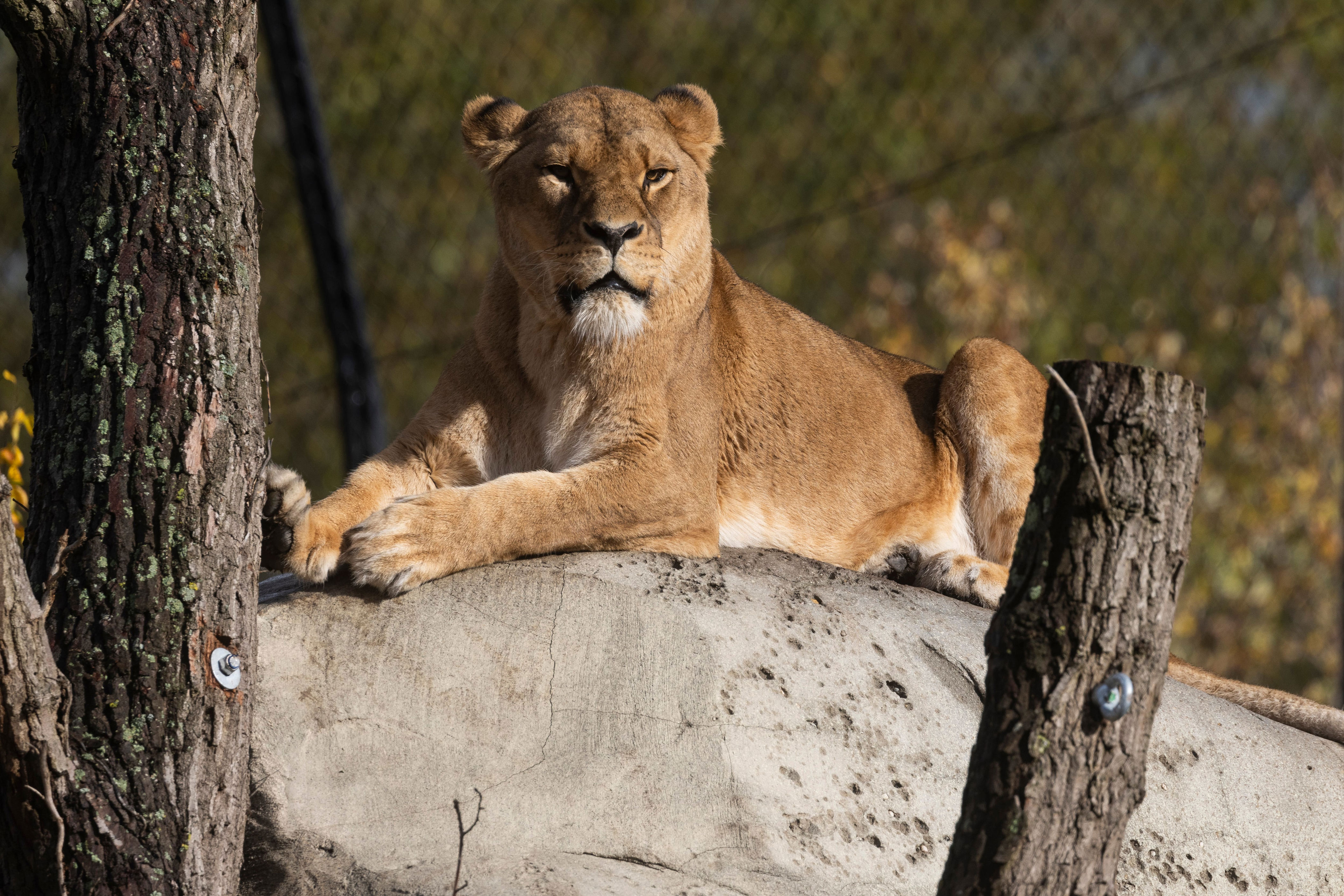 Teen Mauled to Death After Jumping Into Zoo’s Lion Enclosure