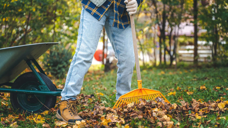 How To Embrace A Rewilding Landscape In Your Own Yard