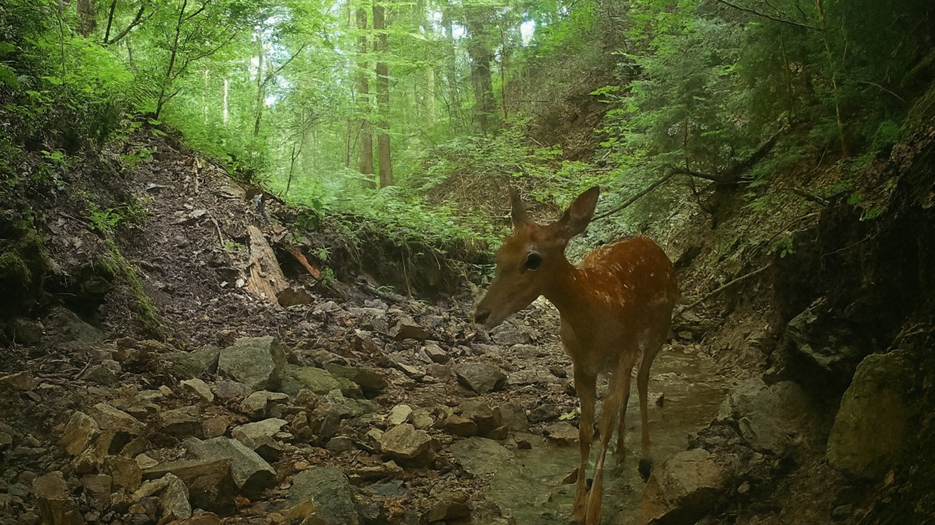 What Did the Trail Camera Capture by the River?