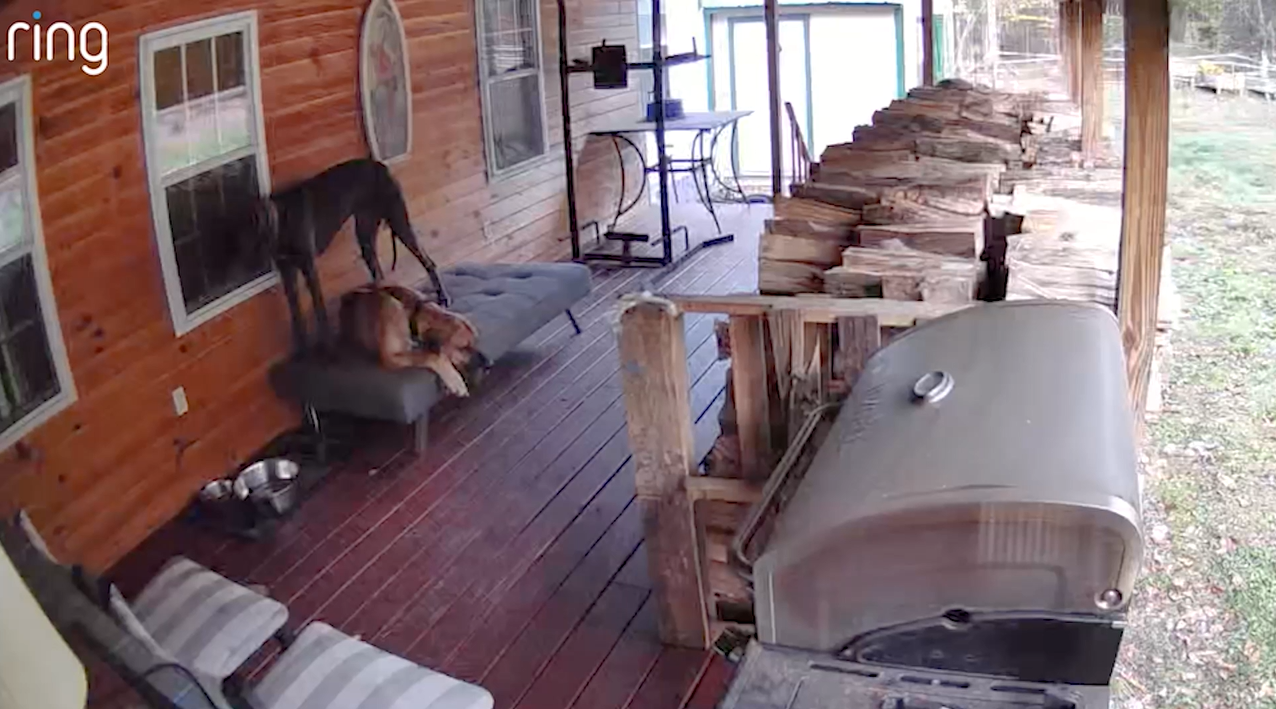 Man Hears Sound Like ‘House Collapsing’-Then Sees What Dogs Did On Ring Cam<br>