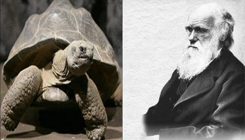 Galápagos Tortoises: Evolution Evidence and Darwin’s Meal