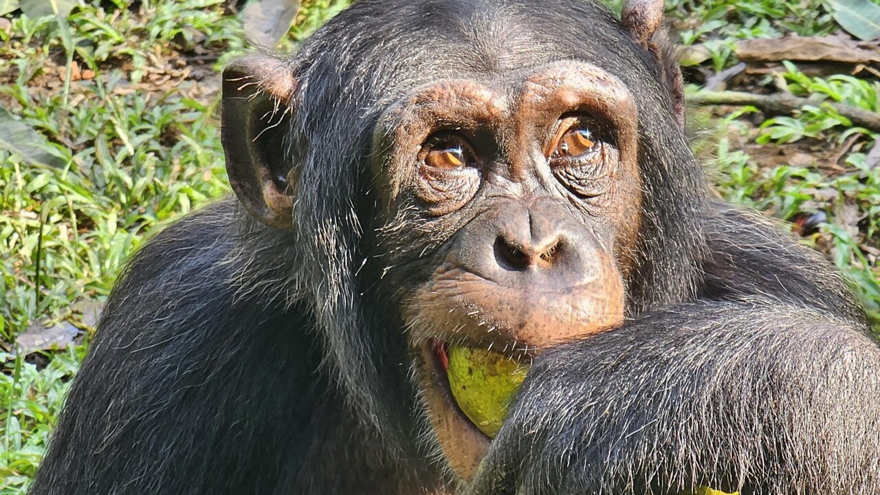 Why researchers are studying lipid levels in chimpanzee blood