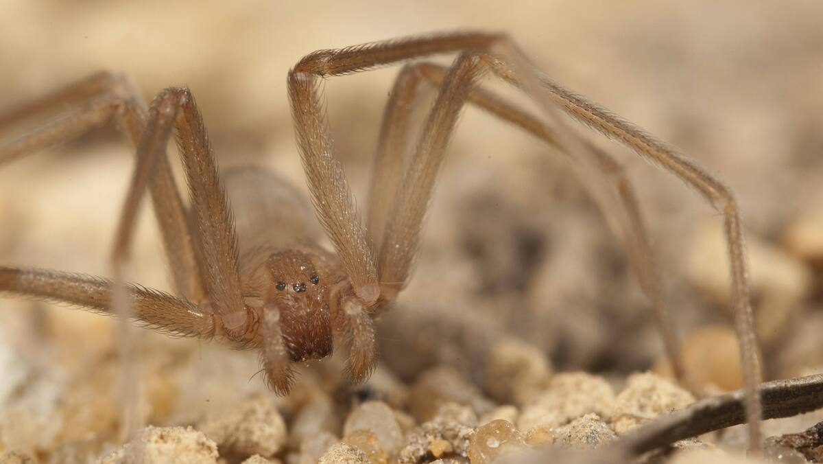 exotische-giftspinne-erstmals-in-deutschland-gesichtet-wie-gef-hrlich