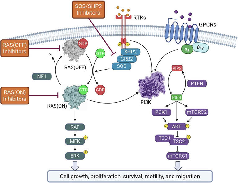 Landscape of KRAS mutations and targeted therapies in colorectal cancer ...