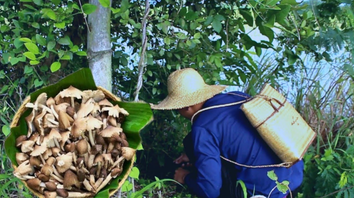Foraging Wild Mushrooms & Cooking Adobong Kabute + Mushroom Soup with ...