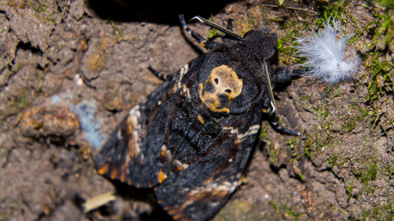 The Moth That Looks Like A Human Skull