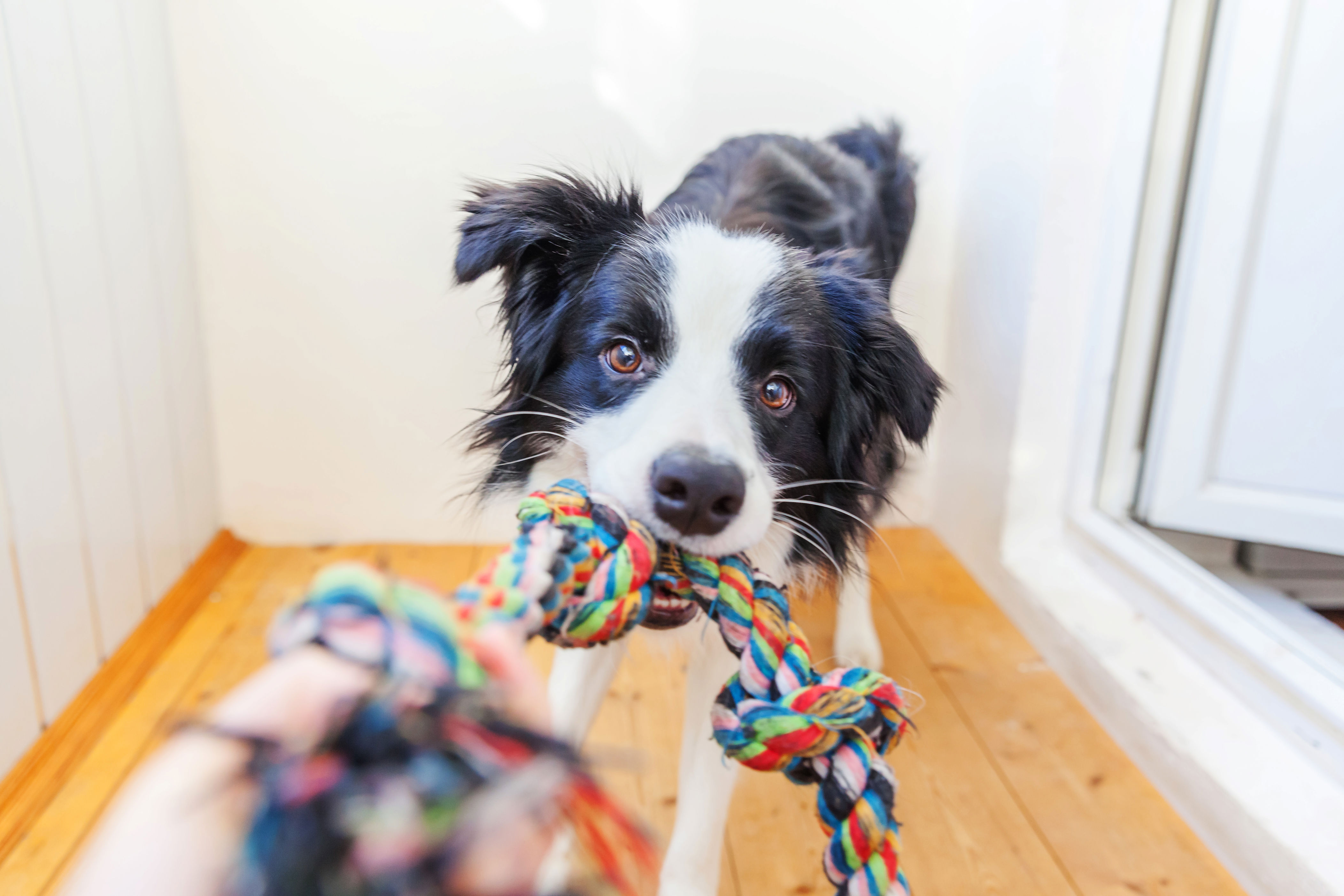 Top 3 traits that make dogs geniuses, according to scientists