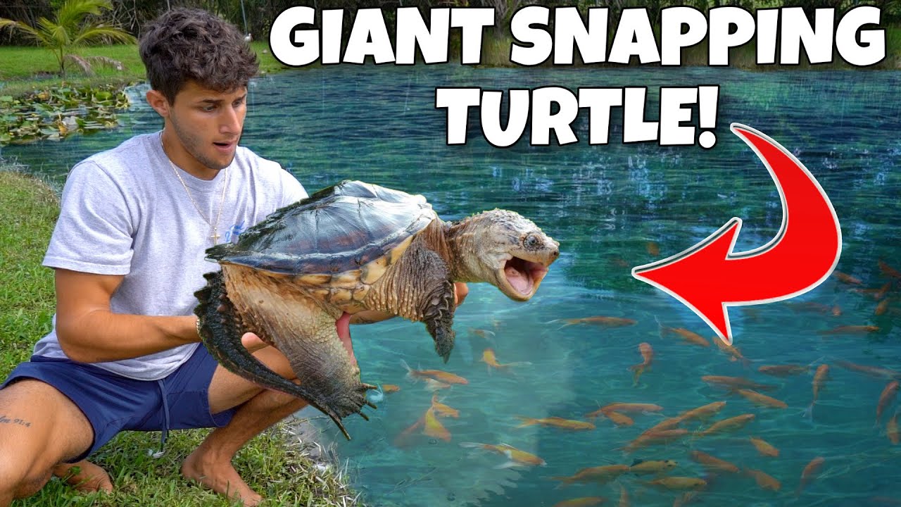 I helped a giant snapping turtle!🐢