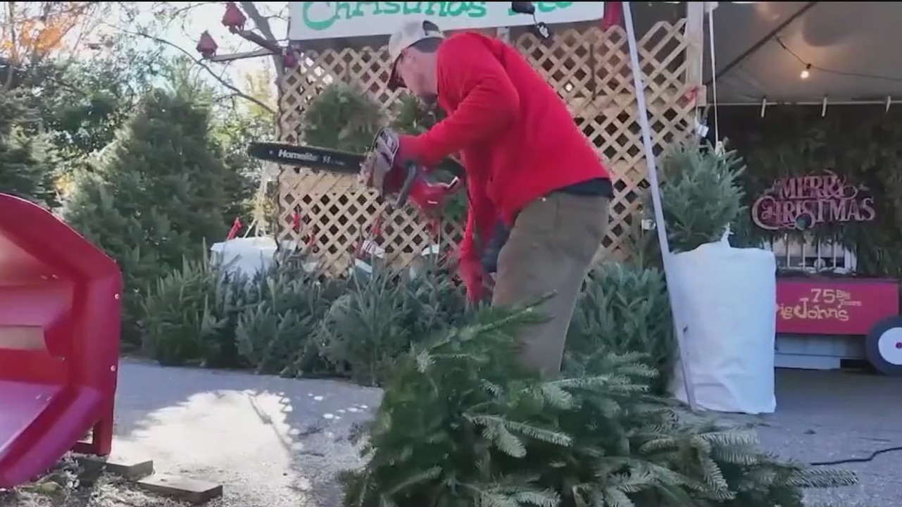 Real vs. artificial Christmas trees: What’s better for the environment?