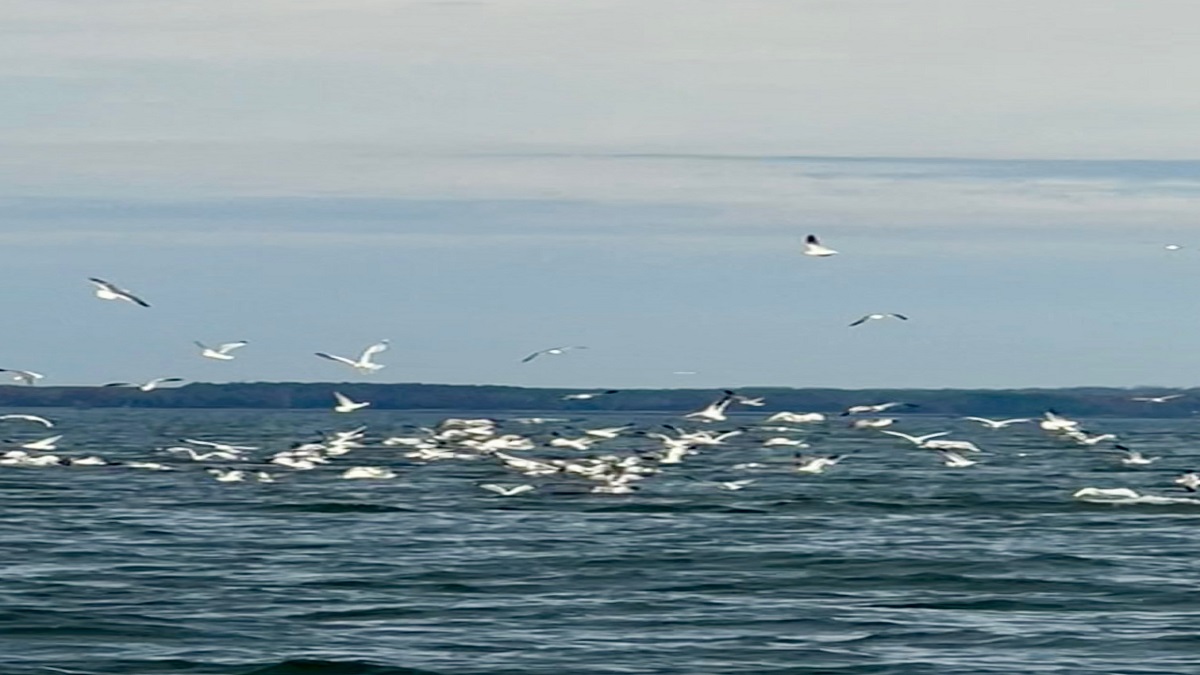 Tackle Box Reports Prime Catches