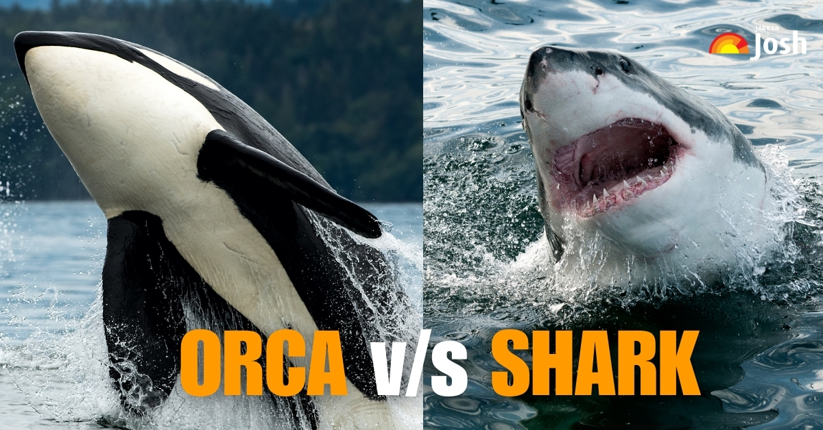 Shark vs Orca: Check the Key Differences