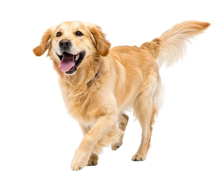 ¿Qué raza de perro serías, según tu fecha de nacimiento?