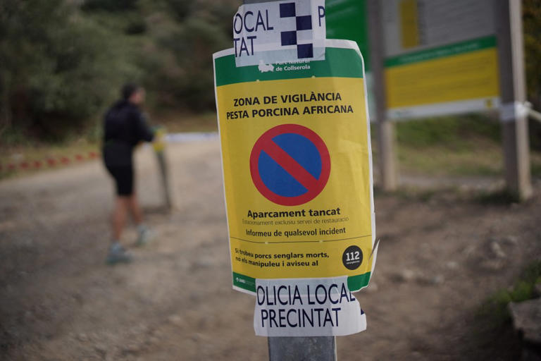Spanish military sets up ‘exclusion zone’ to contain African swine ...