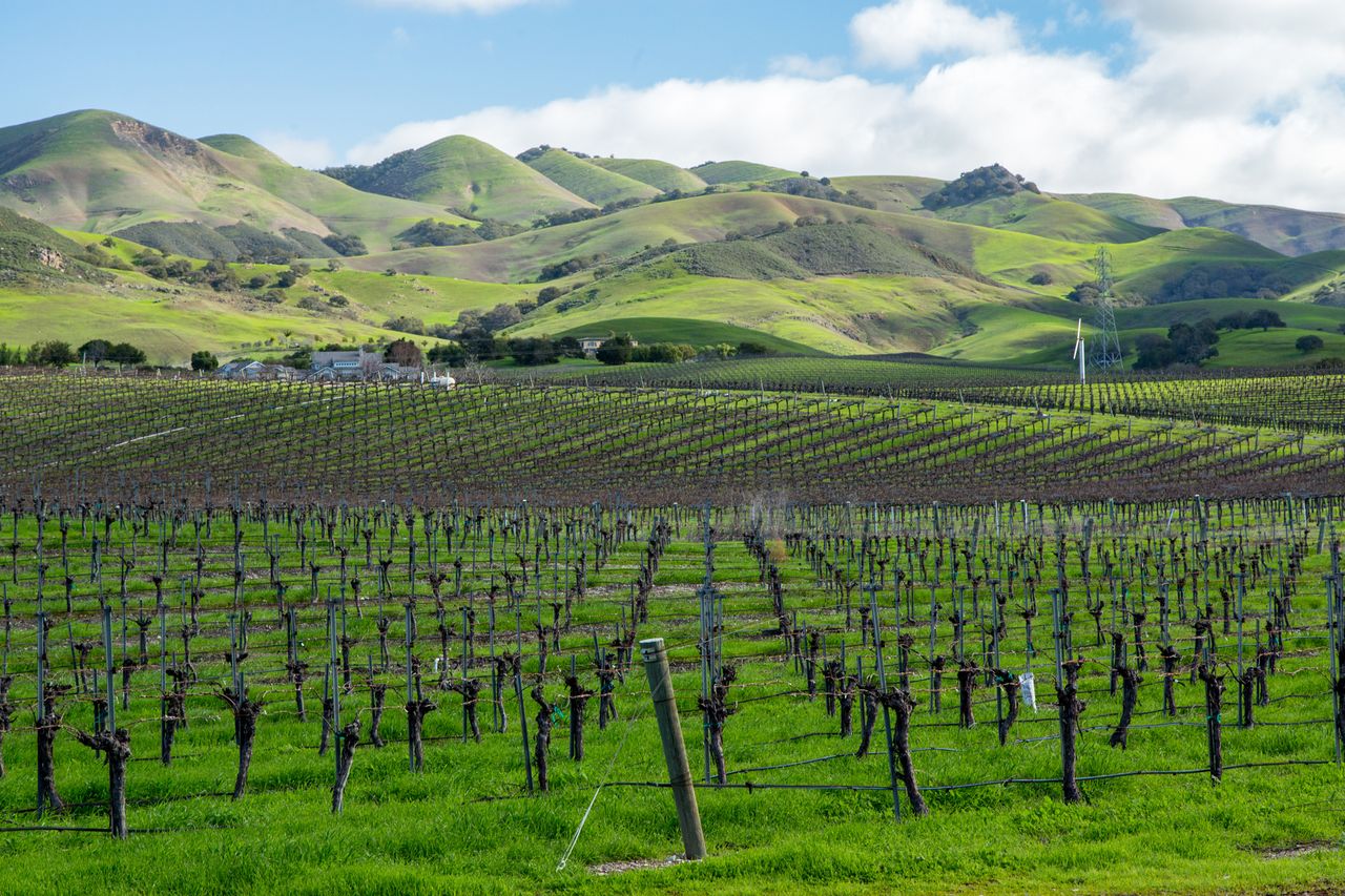 A vineyard in a picturesque valley with rolling green hills in the background appearing lush and wellcultivated