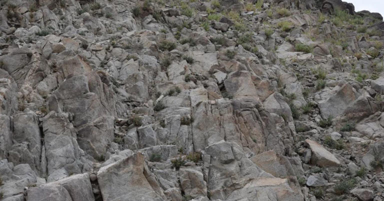 This is Your Chance to Prove Your Hawk-Eye Vision! Spot the Hidden Goat ...