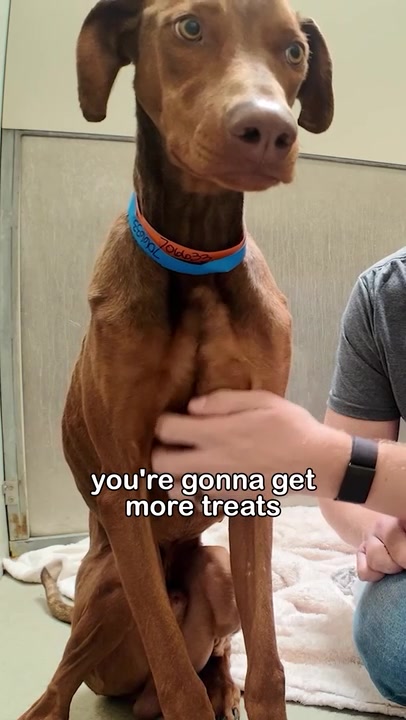 Watch his reaction when he’s told he’s a GOOD BOY for the first time..