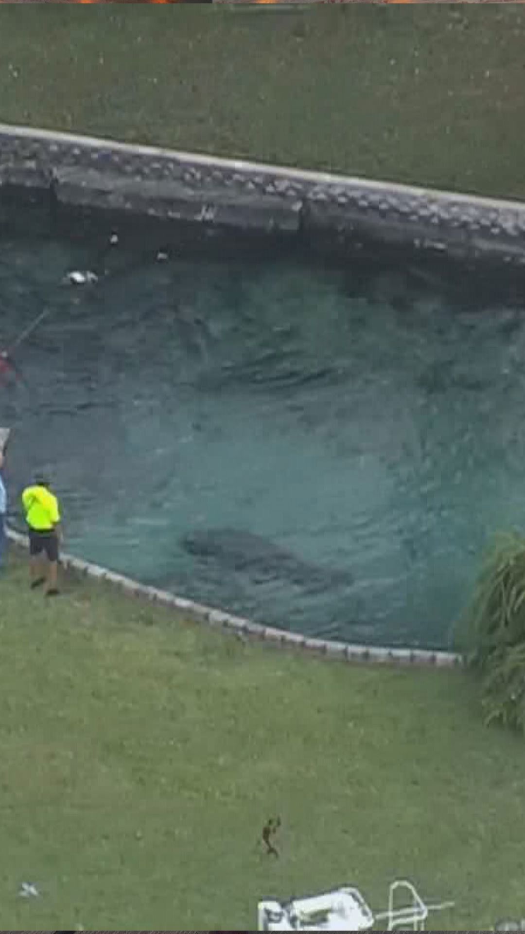 Update on orphaned manatee calf