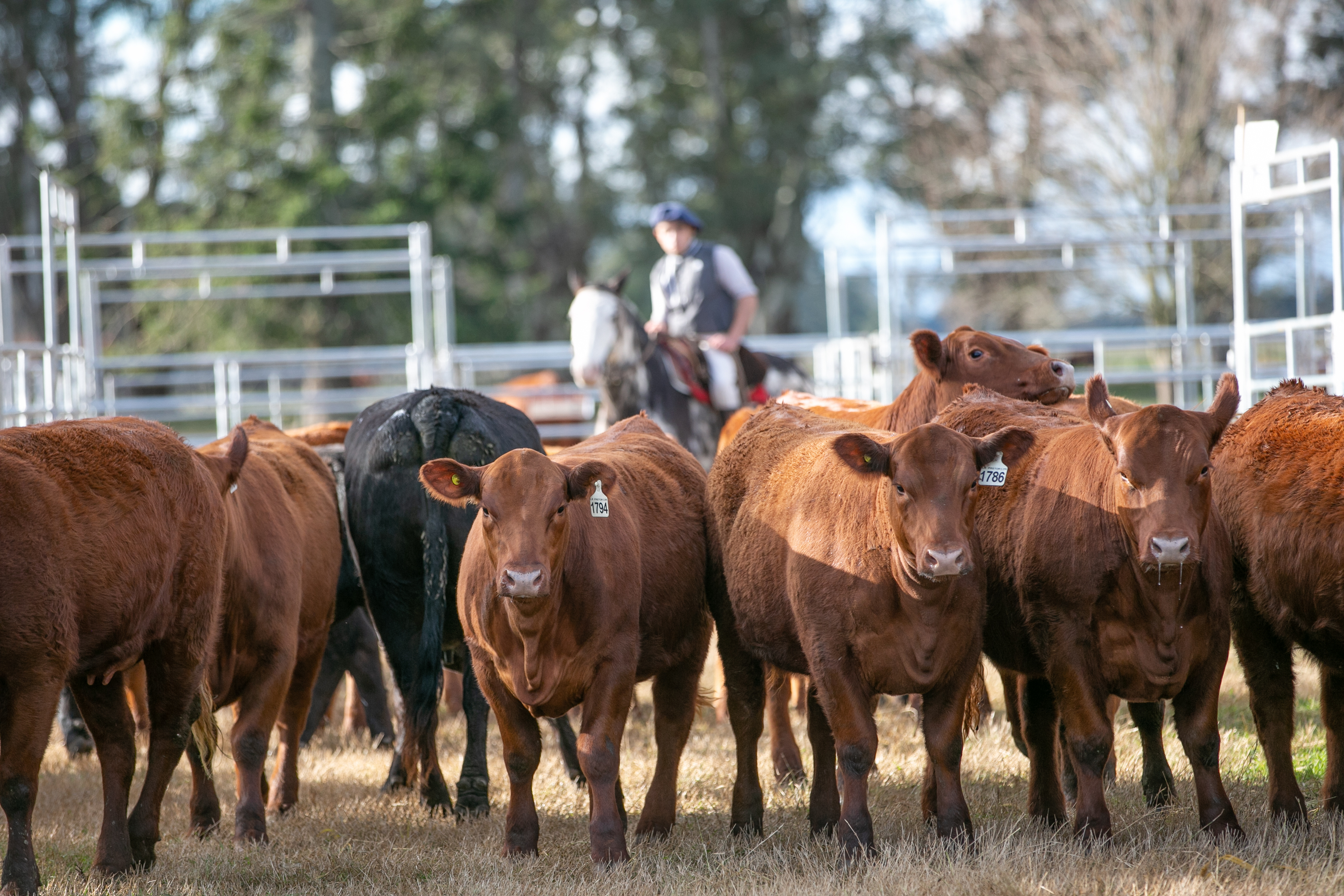 TX cattle ranchers support investigation into foreign meat companies