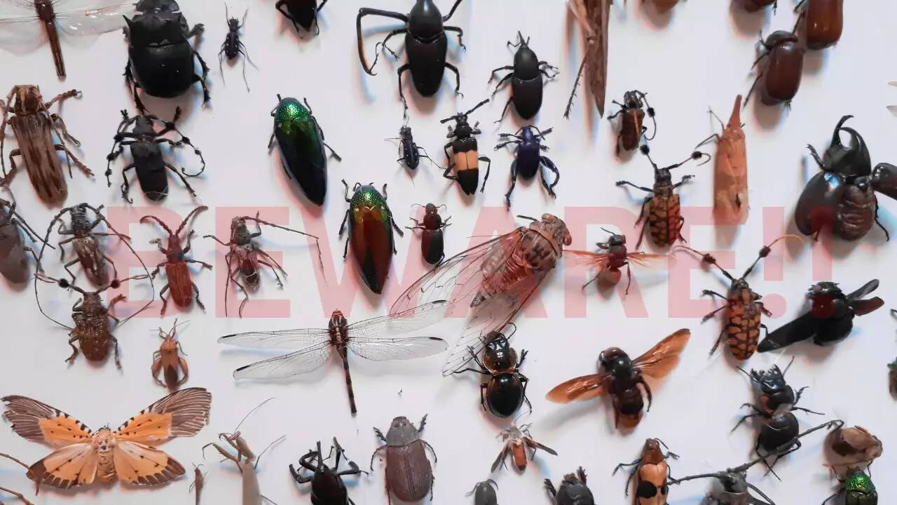 Meet the world’s deadliest insects that are surprisingly more dangerous ...