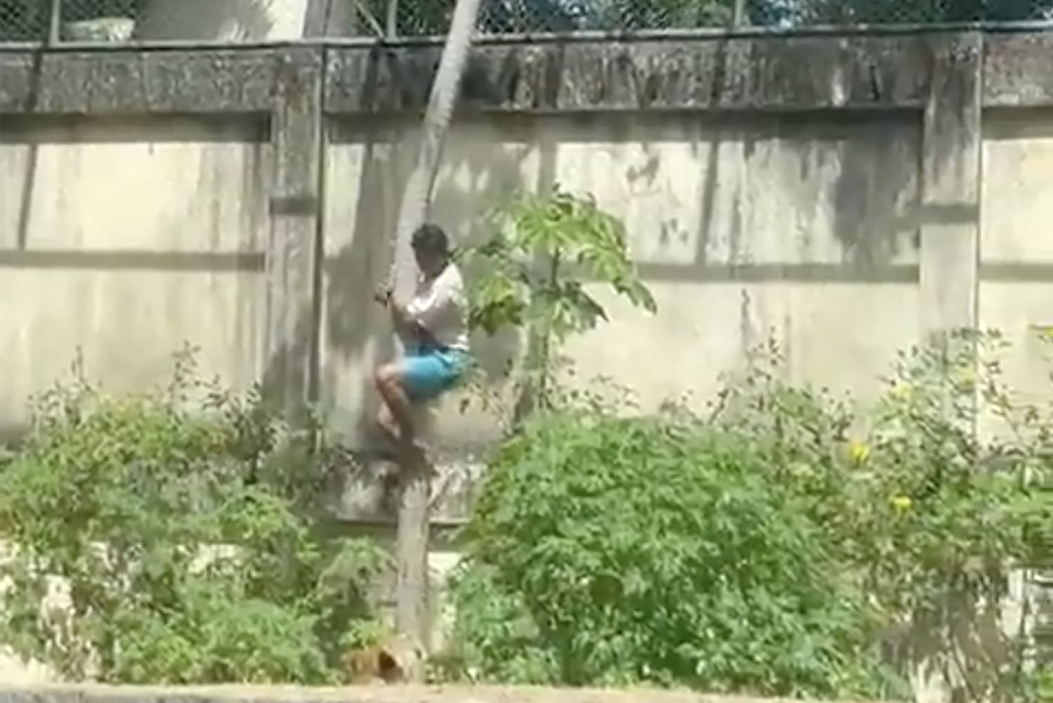 Thanh niên thiệt mạng khi leo vào chuồng sư tử