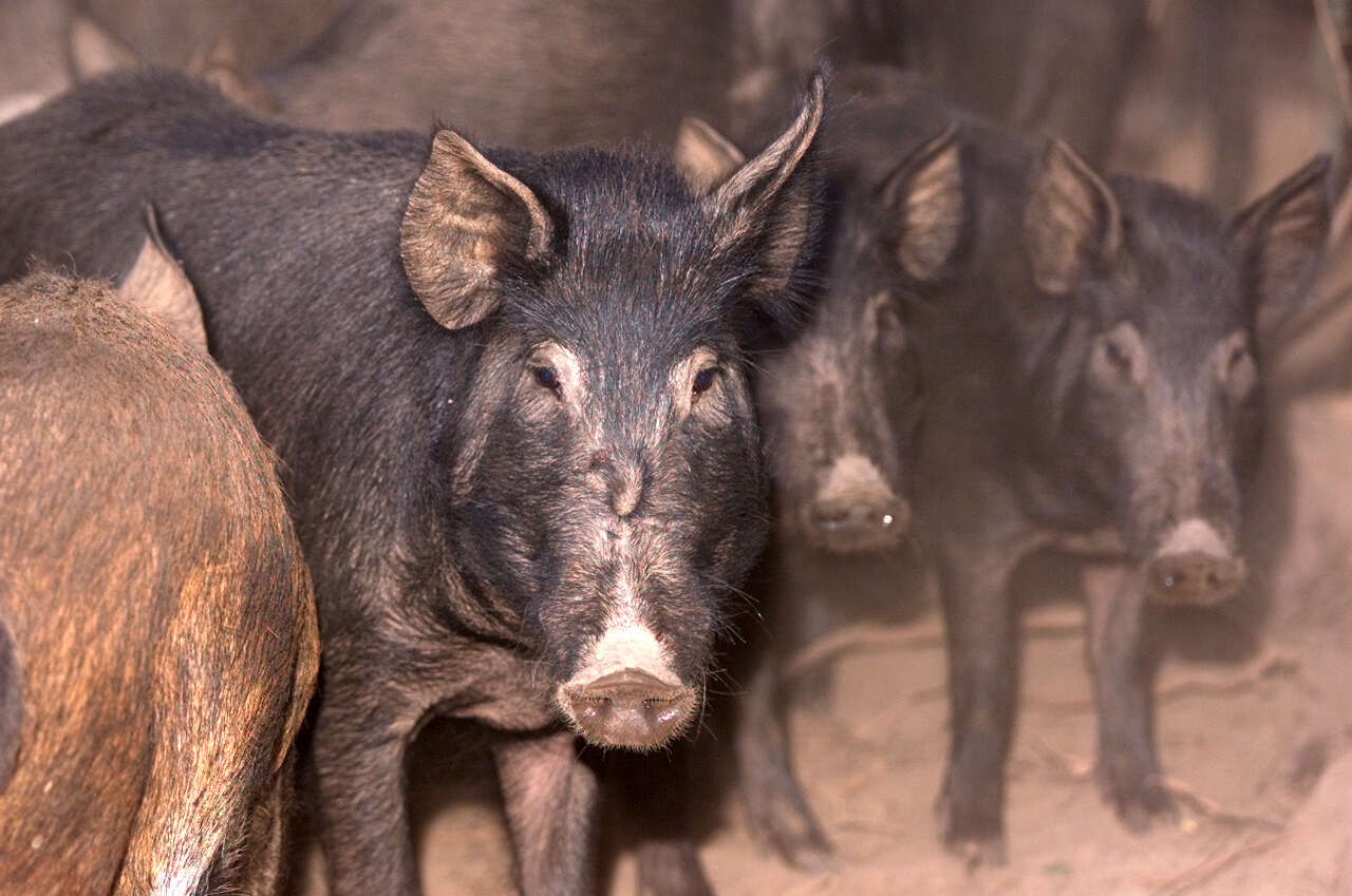 Eagle Pass police urge caution as wild hog sightings increase in ...