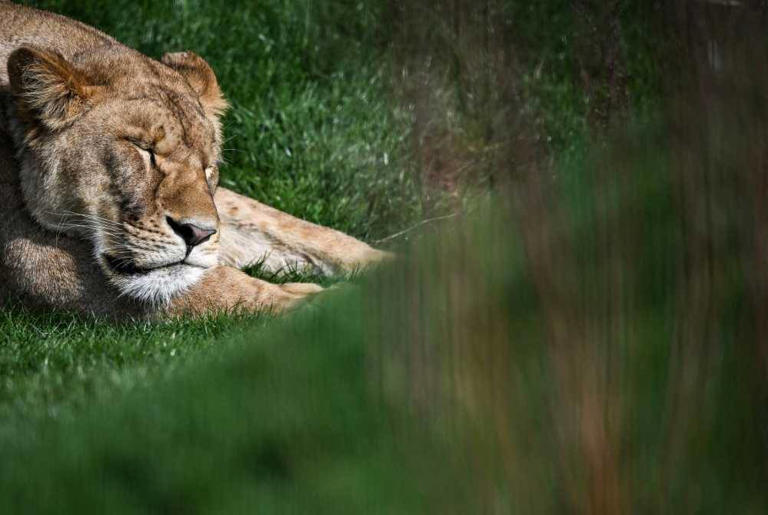 Brazilian teen killed after climbing into lion enclosure at zoo