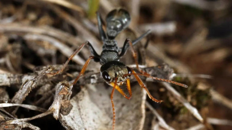 Meet the world’s deadliest insects that are surprisingly more dangerous ...