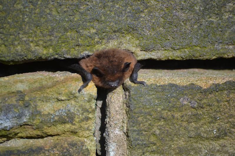 6 Fakta Menarik Kelelawar Pipistrelle, Makan 3.000 Serangga dalam Sehari