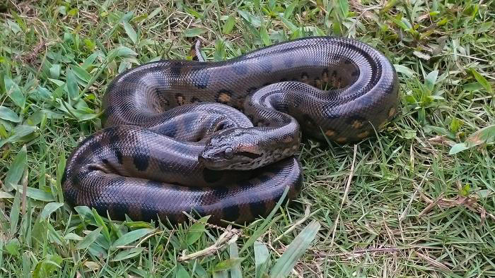 Picture of Untouched by evolution: Giant anacondas haven't changed in 12.4 million ...