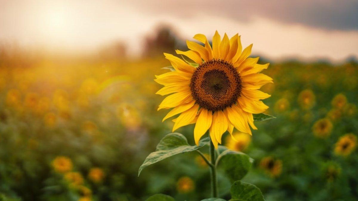 6 Tempat Wisata Gratis di Bogor: Ideal untuk Aktivitas Anak