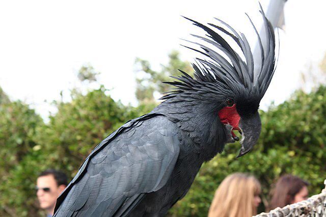 5 Fakta Menarik Black Palm Cockatoo, Burung Karismatik