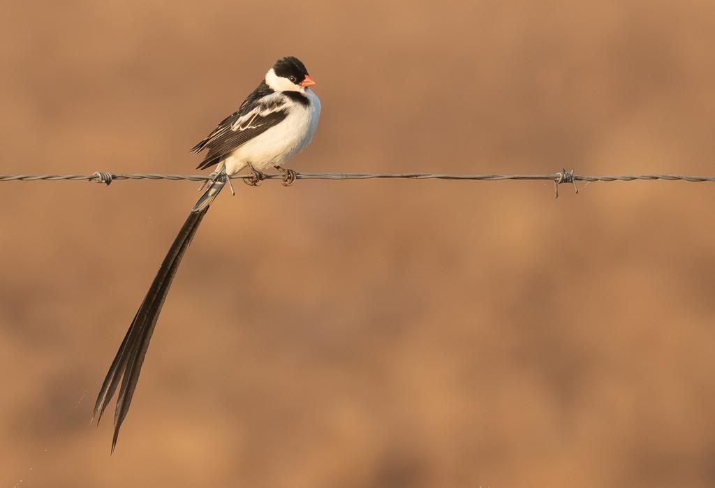 5 Fakta Menarik Burung Vidua Macroura, Sang Raja Burung Eksotis