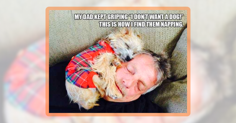 25 Wholesome Doggo Memes to Melt the Winter Ice Off Your Heart