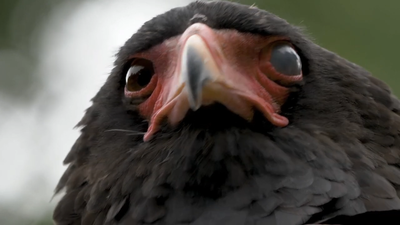 3 African birds proving nature can defend itself