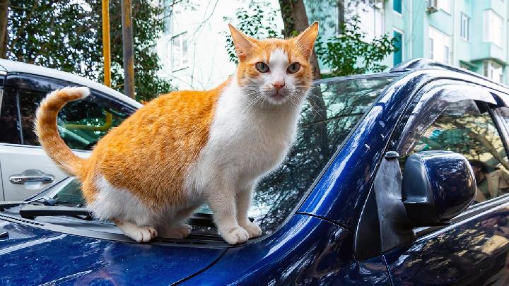 Analisa DNA Baru Ini Bikin Teori Asal-usul Kucing Ditulis Ulang