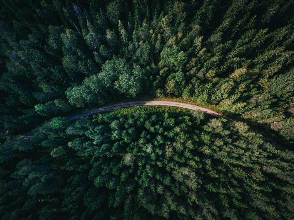 5 Negara Hutan Terluas di Dunia