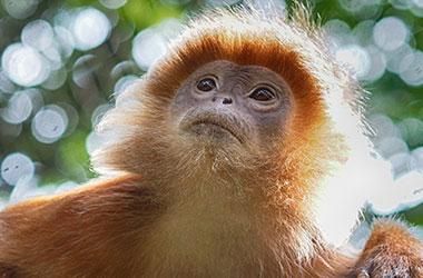 5 Spesies Lutung Terancam Punah