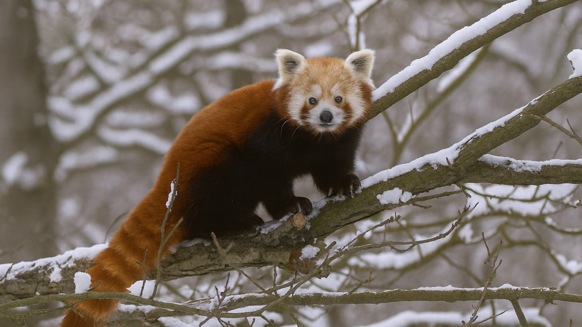 Panda roux dans la forêt enneigée