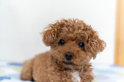 犬が『飼い主をじーっと見つめる』理由5つ どんな意味があるの？凝視してきたときの注意点まで