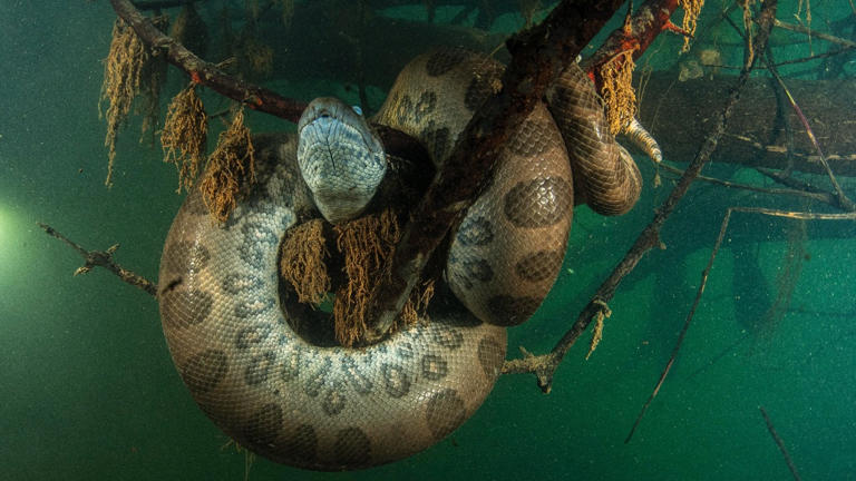 Picture of Untouched by evolution: Giant anacondas haven't changed in 12.4 million ...