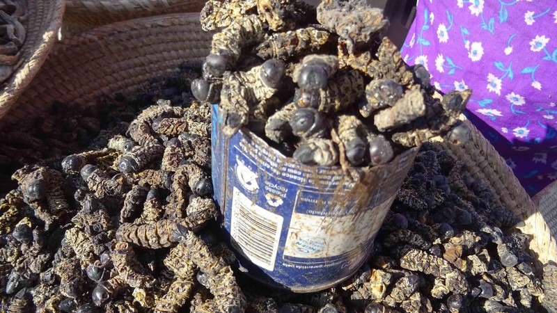 The plight of mopane worms: a call for conservation in Southern Africa