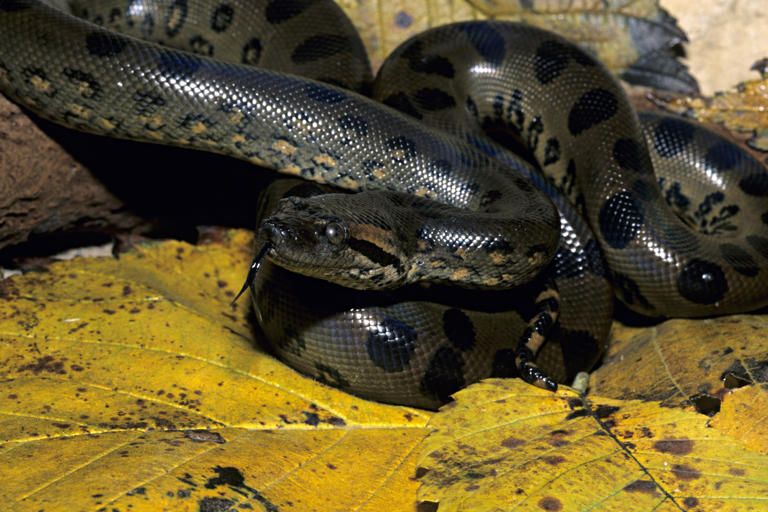 Untouched by evolution: Giant anacondas haven't changed in 12.4 million ...
